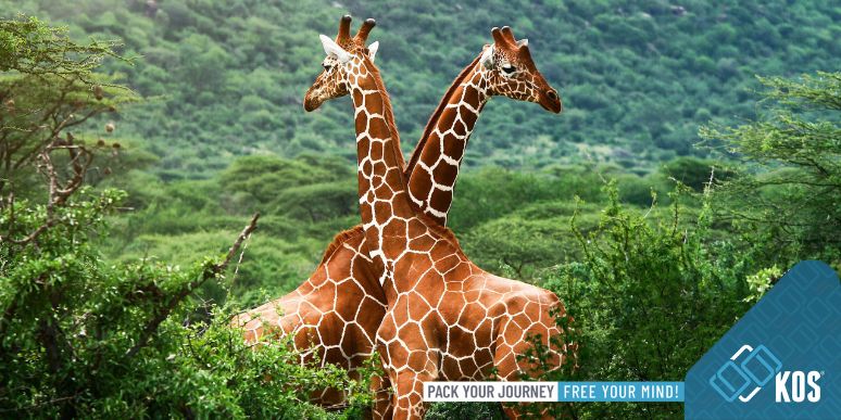 Kinh nghiệm du lịch Châu Phi trước khi lên kế hoạch cụ thể