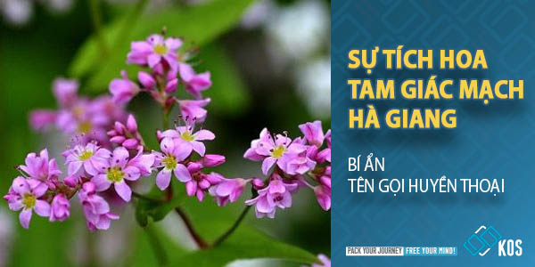 Sự tích hoa tam giác mạch Hà Giang BÍ ẨN tên gọi HUYỀN THOẠI