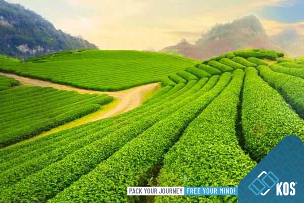 Du lịch Mộc Châu Du lịch Mộc Châu