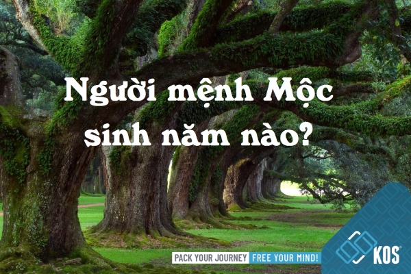 Người mệnh mộc sinh năm bao nhiêu Người mệnh mộc sinh năm bao nhiêu